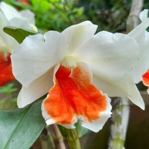 Dendrobium Baltimore Oriole