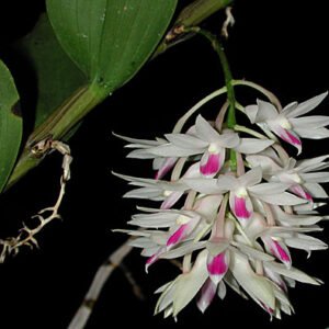 Dendrobium amethystoglossum