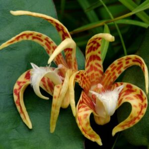 Dendrobium insigne