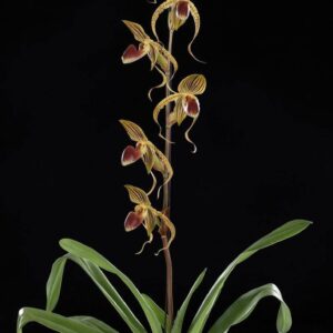 Paphiopedilum Hung Sheng Eagle
