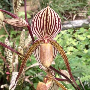 Paphiopedilum Saint swithin ×rothschildianum