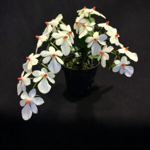 Aerangis rhodosticta