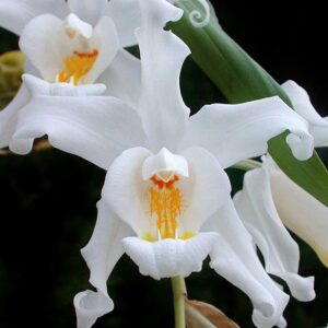Coelogyne cristata