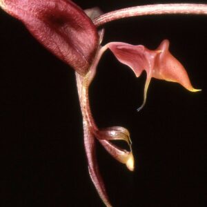 Gongora aromática