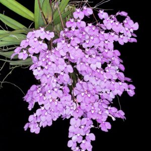 Ionopsis utricularioide