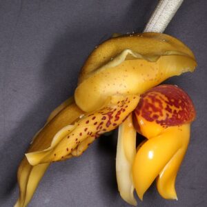 Stanhopea connata