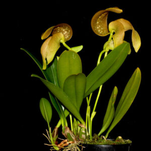Bulbophyllum grandiflorum
