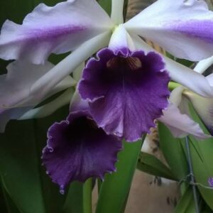 Cattleya C.G.Roebling "Blue Indigo"