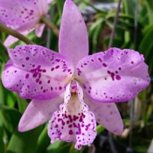 Cattleya Taiwan Chameleon