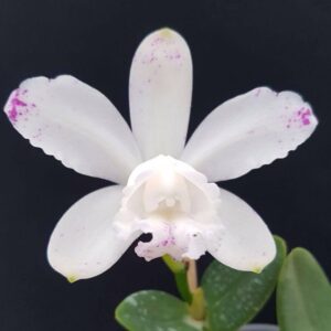 Cattleya intermedia var.albescens