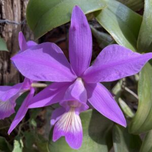 Cattleya nobilior