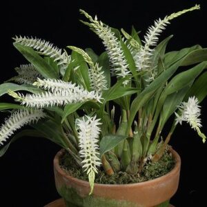 Dendrochilum glumaceum