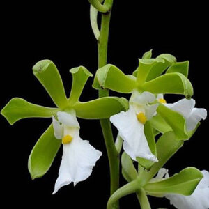 Encyclia cordigera var.alba