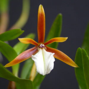 Epidendrum polybulbon