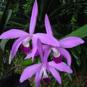 Laelia perrinii