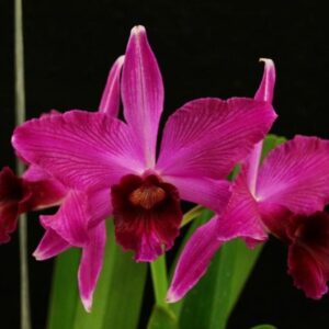 Laelia purpurata var.sanguínea rubra