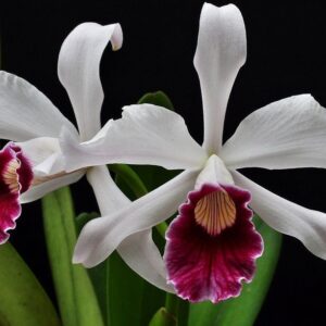 Laelia purpurata var.vinicolor
