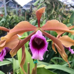 Laelia tenebrosa