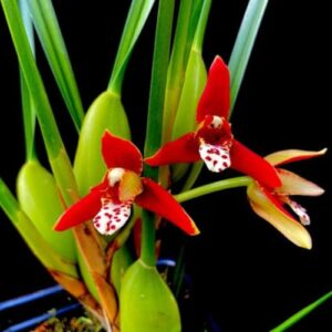 Maxillaria tenuifolia