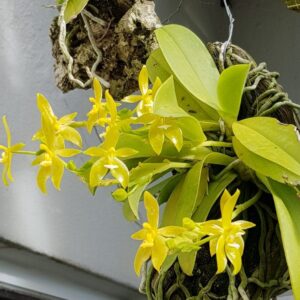 Phalaenopsis cornu-cervi "red" o "alba"