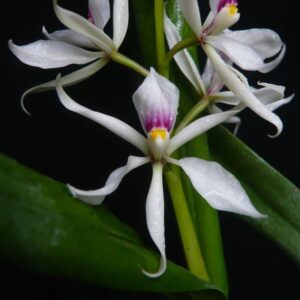 Prosthechea fausta
