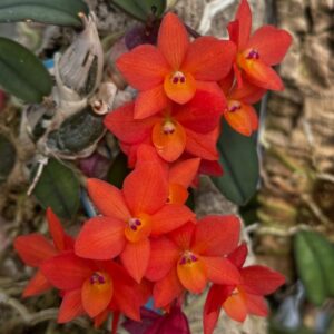 Sophronitis cernua