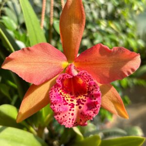 Cattleya Cooper Queen "H&R"