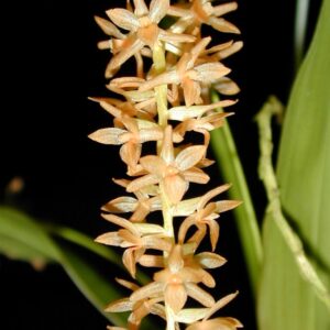 Dendrochilum convallariiforme.