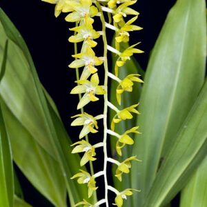 Dendrochilum formosanum