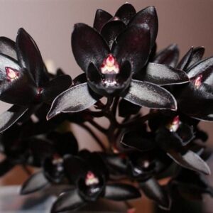 Fredclarkeara After Dark"SVO Black pearl