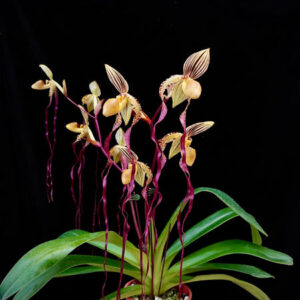 Paphiopedilum Angel Hair