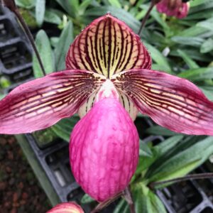 Paphiopedilum Gloria Naugle