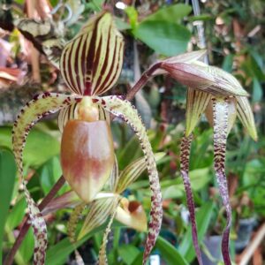 Paphiopedilum Shin Yi Sander