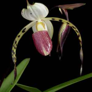 Paphiopedilum stonei"Red Pouch"