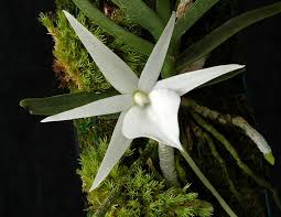 Angraecum didieri
