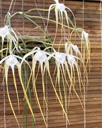 Brassavola cuculata