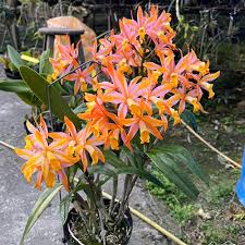 Cattleya Magic bell"New trick"