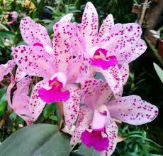 Cattleya amethystoglossa