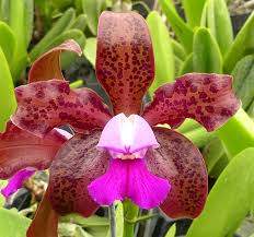 Cattleya tigrina