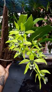 Coelogyne pandurata
