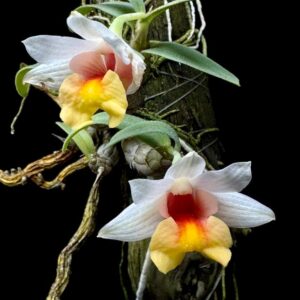 Dendrobium bellatulum