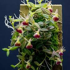 Epidendrum porpax