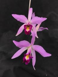 Laelia anceps