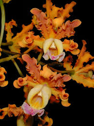Schomburgkia brysiana