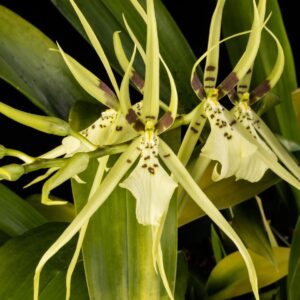 Brassia Rex