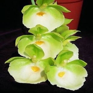 Catasetum pileatum "Jumbo green"