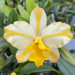 Cattleya Candy House"Happiness"