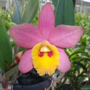 Cattleya Crystelle Smith