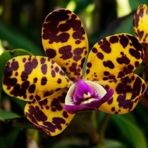 Cattleya Jungle Eyes