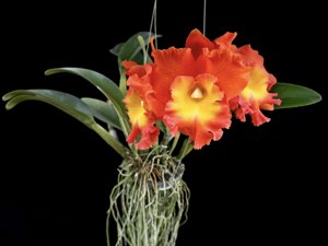 Cattleya Star of Siam